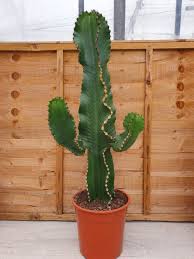 Image result for Euphorbia zambesiana