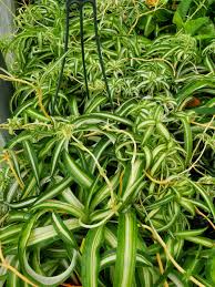 Image result for Chlorophytum lancifolium
