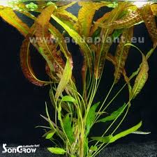 The distribution in this summary table is based on all the information available. Cryptocoryne Usteriana Riesen Wasserkelch Topf