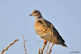 pin by on turtle dove القـــمــــري animals bird