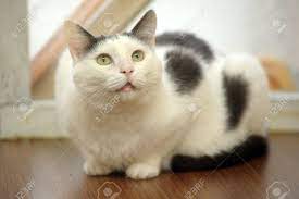 Mistoffelees & bustopher jones and alonzo. White Cat With Black Spots Stock Photo Picture And Royalty Free Image Image 16034499