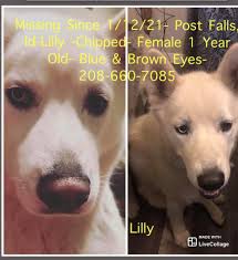 Brown Siberian husky named Onyx missing in North Burnaby area