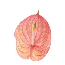 Anthurium Nunzia Wholesale Flowers Anthurium Anthurium Plant