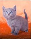 Russian Blue Kittens For Sale - Silver Blues Cattery