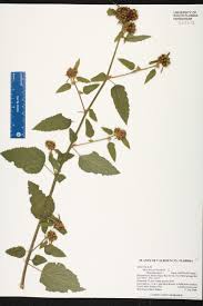 Image result for Melochia