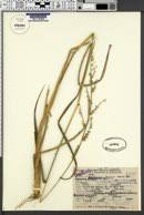 Image result for Echinochloa brevipedicellata