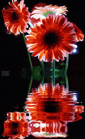 Flowers gif exotic flowers my flower flower art flower power. Water Graphics Photo Animated Gif Animated Flowers Beautiful Flowers Flowers Flores Animated Gifs Animated G Beautiful Flowers Flowers Gif Flower Images