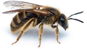 Image result for Aspidoglossum delagoense