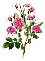 Rose Flowers Vintage Rose Image Collection Botanical Flowers Print Botanical Flowers Rose Wall Art