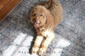 The result is generally a dog that will be in the. F1b Goldendoodle The Best Info On These Loveable Doods Happy Go Doodle