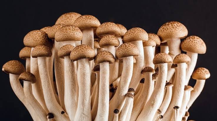 Button Mushroom