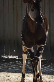 Okapi Houston Tx Okapi Baby Animals Animals