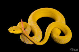 We did not find results for: Photo Ark Home White Lipped Island Pit Viper National Geographic Society