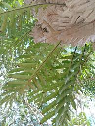 Image result for Drynaria