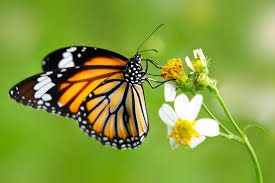 Physocarpus) as well as asclepias species such as tropical milkweed/bloodflower (a. Monarch Food Interestinginsects Com