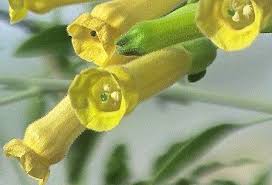 Image result for Nicotiana glauca