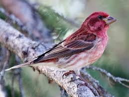 Identification Small Birds Of South Africa Purple Finch Identification All About Birds Cornell Lab Of Ornithology Finches Bird Purple Bird Birds