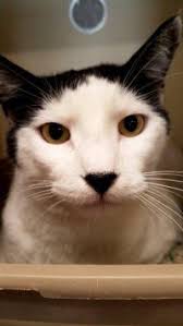 Pets for adoption in el paso/tx/new mexico. Adopt A Cat Humane Society Of El Paso Cat Adoption Cats Humane Society