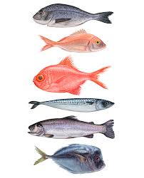 Seafood Illustrations On Behance Food Fresh Shell Restaurant Shellfish Gourmet Prawn Claw Dinn Sheepshead Fish Recipe Shellfish Fish Illustration