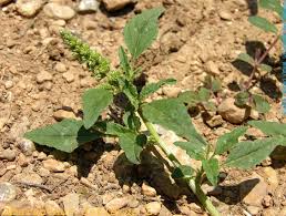 Image result for Amaranthus deflexus