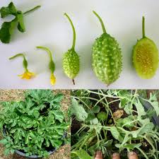 Image result for Cucumis anguria