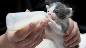Raw feeding guide for cats. Weaning Kittens 5 Steps To Free Feeding Youth Cats Kitty Catter