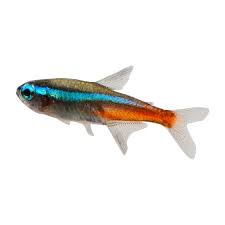 Ember Tetra - A Bright Peaceful Nano Fish | Practical Aquariums