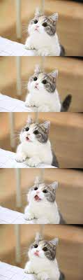 Click To See The Pic And Write A Comment Cute Animals Kitten Wallpaper Cats And Kittens