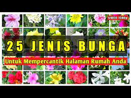 Ada beragam jenis bunga mawar di dunia yang memiliki warna dan keindahannya tersendiri. 25 Jenis Bunga Untuk Mempercantik Halaman Rumah Anda Youtube