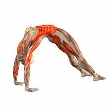 Pin By Karyne Wang On Yoga Yoga Anatomy Yoga Help Yoga Muscles