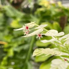 Image result for Phyllanthus wittei