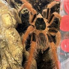 Image result for Brachyachne simonsii