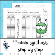 The basic purpose of using dna replication and protein synthesis worksheet answer key is to offer a cement experience for students. Replication Transcription And Translation Worksheet By The Skye World Science