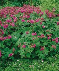 Image result for Geranium vagans