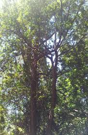 Image result for Rapanea melanophloeos