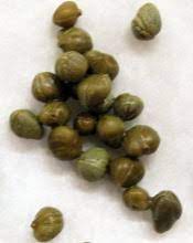 Capers And Caper Berries 101 The City Cook Inc