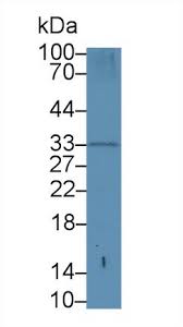 Dylight 550 amax= 562 nm. Mbt Antibody Mybiosource