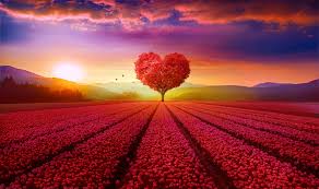 We did not find results for: 120342 Scenery Heart Tree Red Flower Garden 4k Sunrise Tree Love Heart Mocah Hd Wallpapers