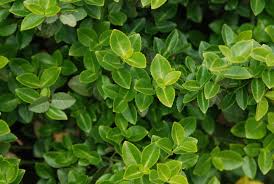 Image result for Euonymus fortunei