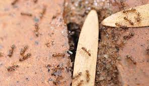The Ants Come Marching In University Of California Argentine ants have built vast super colonies in north america, europe, africa, asia, and australia.