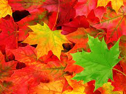 Check spelling or type a new query. 63 Autumn Leaf Wallpaper On Wallpapersafari