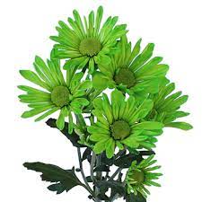 Ideal material for diy, wedding invitations, greeting cards, quotes, blogs, posters and more. Lime Green Daisy Flower Enhanced Fiftyflowers Com
