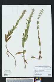 Image result for Stachys pseudonigricans