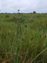 Image result for Scleria hispidula