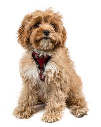 Cavapoo puppies are adorable, and it's one of the reasons they are so popular. Cavapoos For Adoption Adopt Cavapoo Puppies For Adoption Today Vip Puppies