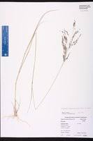 Image result for Eragrostis atrovirens