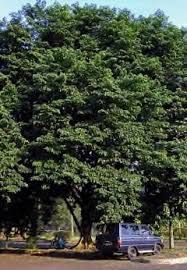 Beautiful asana or narra tree in full bloom against the clear blue skies. Pterocarpus Indicus Amboyna Indian Padauk Burmese Rosewood Narra Bloodwood Pfaf Plant Database