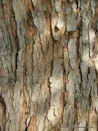 Image result for Dalbergia sissoo