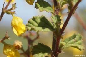 Image result for Hermannia seineri