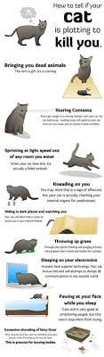 Get a prescription from your vet and have them give you instructions on how to . 26 How To Tell If Your Cat Is Plotting To Kill You Ideas Crazy Cats Funny Cats Cats